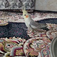 عروس کوتوله