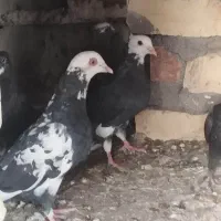 کبوتر