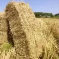 سراچین ، سرچین ، کاه