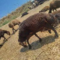 قوچ سه سال