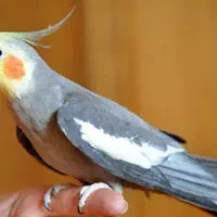 عروس هلندی