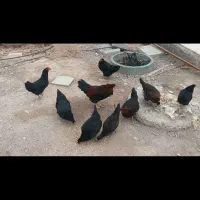 مرغ و خروس محلی
