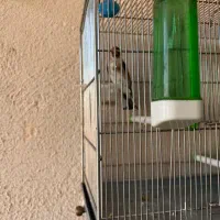 جفت سهره جوجه قفس