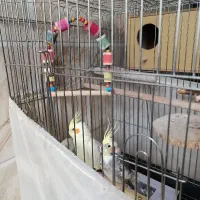 پرنده