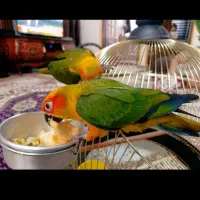 طوطی خورشیدی نروماده فول اهلی