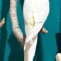 عروس هلندی
