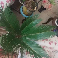 سیکاس  زیبا با ریشه قوی