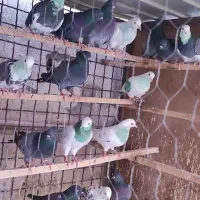کفتر پرشی