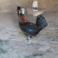 خروس|حیوانات مزرعه|رزن, |دیوار