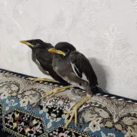 جوجه مینا