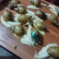 حلزون آچاتینا