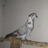کبوتر نر دریایی کلادار قلدر ، قیمت مقطوع