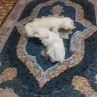 سگ شیتزونروماده