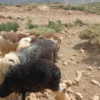 6 راس بره نر