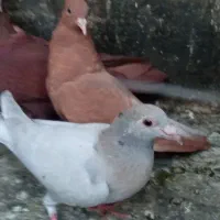 جوجه  پر ننداخته هست همگی نر
