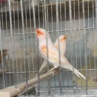 تعدادی قناری