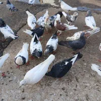 کفتر|پرنده|فامنین, |دیوار
