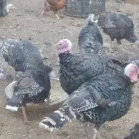 بوقلمون برنز