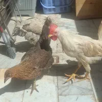 مرغ و خروس