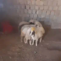 گوسفندو‌بره