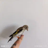 سهره