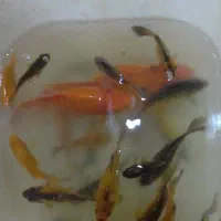 ماهی قرمز طعمه ماهی