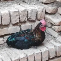 خروس مشکی