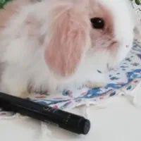 جوجه خرگوش لوپ