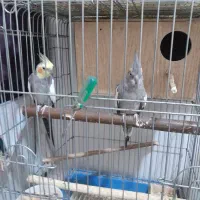 ده‌تا‌عروس‌هلندی‌بدون‌قفس