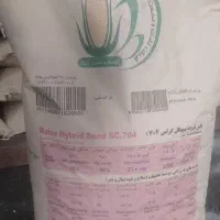 بذر ذرت مغان ۷۰۴