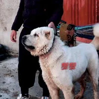 توله آلابای نر