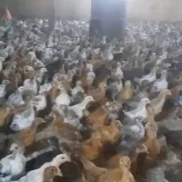 باسلام تعداد۷۰۰۰جوجه محلی واکسیناسیون کامل