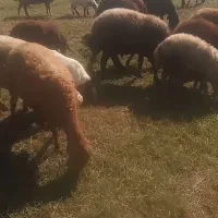 گوسفند