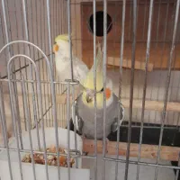 یک جفت عروس هلندی بهمراه یک جفت جوجه