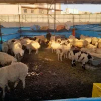 گوسفند زنده تهرانپارس لویزان مجیدیه رسالت نارمک