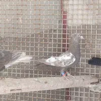 کبوتر