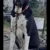 سگ سرابی