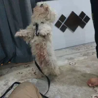 سگ پا فوری