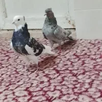 کفتر عالی