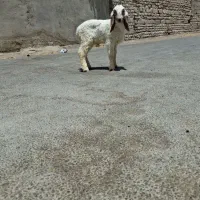 بره نرمری