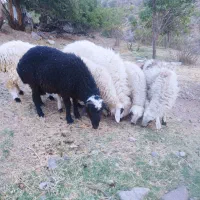 بره قوچ شیشک کاور نزاییده جبالبارز
