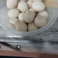 تخم مرغ اردک اسرائیلی