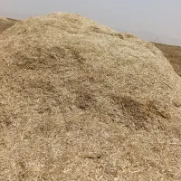 کاه امسال تازه  دیر بجنبی رفته