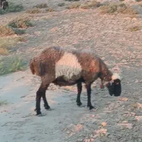 گوسفند
