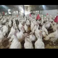 پرورش بوقلمون بیوتی