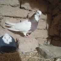 کفتر توقی نر کاکل دار