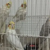 عروس هلندی