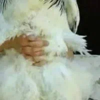 مرغ خروس امپراطور