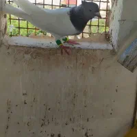 کله الماسی چهارتا حیوون قلدر