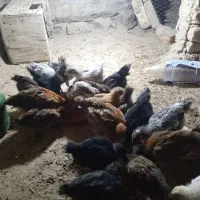جوجه 50روزه سرحال